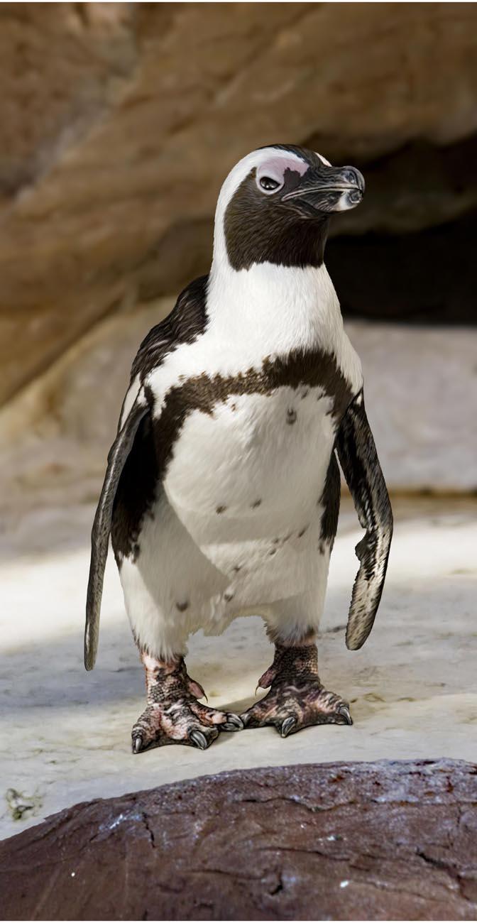 BR4252 African Penguin